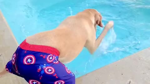 Dog how bath in Swimming Pools so funny Video #wear pain and bath# swimming# Dog Bath#