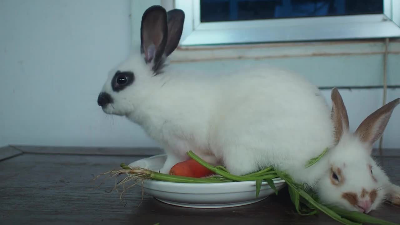 Pets Collective Compilation # Couple Rabbits Eating Vegetable