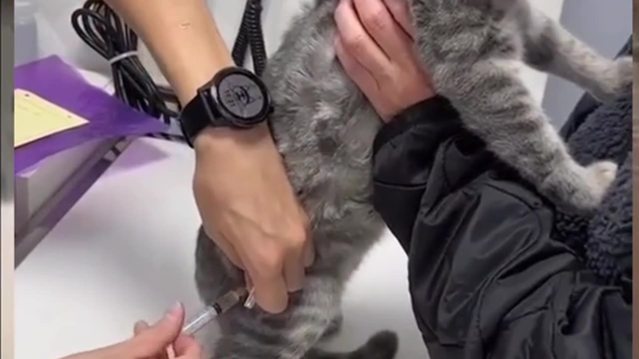 😹Give the cat🐈an injection💉💉