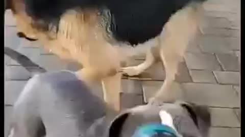 German shepherd and pitbull Vs shower