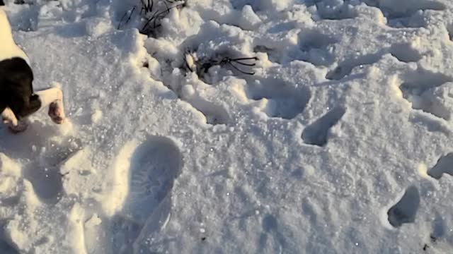 Slow motion synchronized dogs jumping