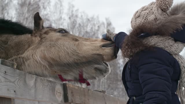 Funny REACTION #8 - Horse loves his OWNER