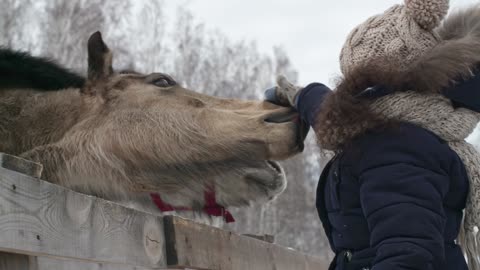 Funny REACTION #8 - Horse loves his OWNER