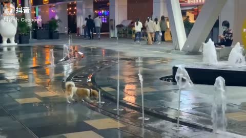 lindos perritos jugando y pasandola de maravilla