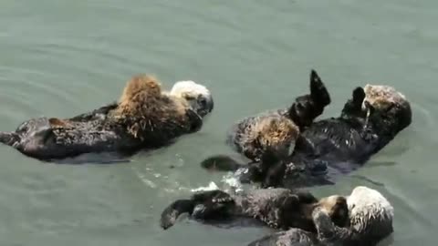 Mother_Sea_Otters_with_pups