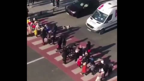 This Amazing Dog is on the Job.