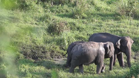 A Family OF Elephant Roaming At A Grassland