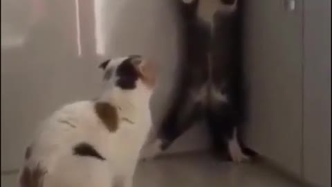 cat funny fight