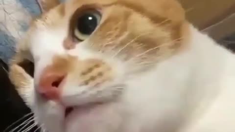 Cute and adorable animal behavior makes anyone happy to see it