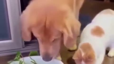 Cute and beautiful heart's dog help fish to alive not funny video