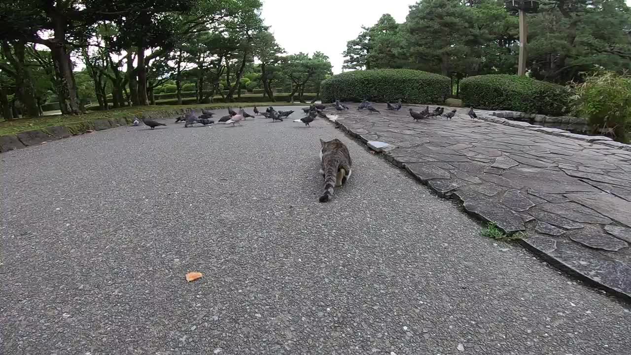 Watch a Stray Cat Aiming for a Flock of Pigeons that are Crazy about Feeding