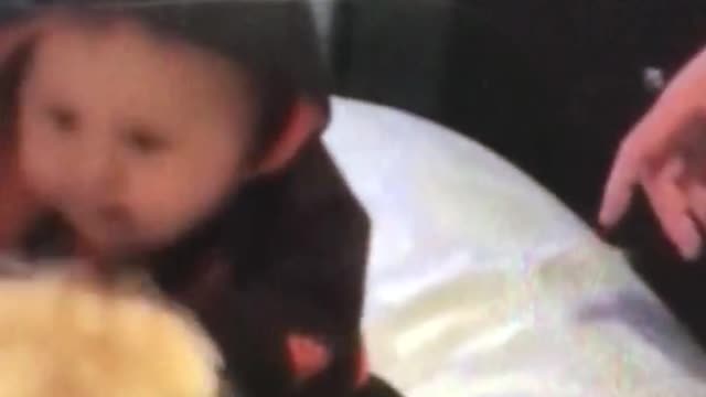 Pug puts playing with cute baby