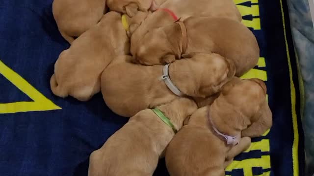 Puppies on Go blue