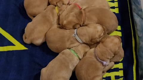 Puppies on Go blue