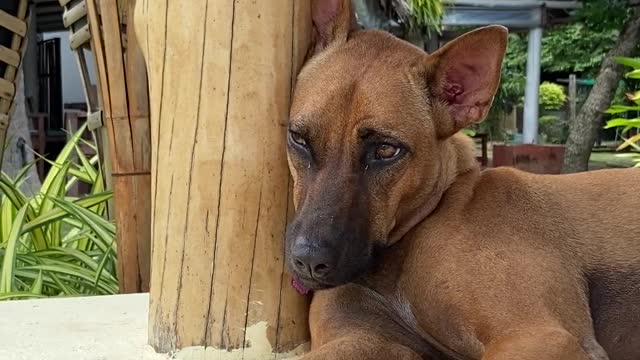 A Brown Dog Resting While Leaning on a Wooden Post