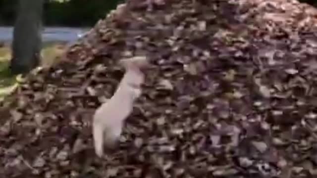 Funniest 🐶 Dogs - Awesome Funny Pet Animals Videos 😇