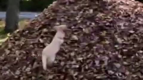 Funniest 🐶 Dogs - Awesome Funny Pet Animals Videos 😇