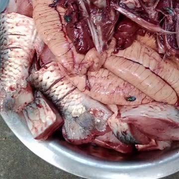 Hilsha Fish Cutting #short