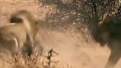 Young Lion attacked