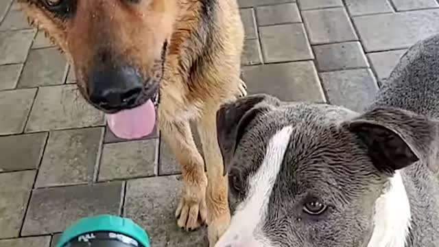 Funny Dog Videos Try Not To Laugh