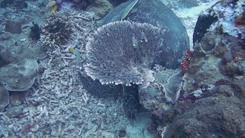 A Turquoise In The Deep Sea