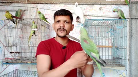 Teach Your Parrot Not To Bite - 100 % Working - Urdu -Hindi - PBI Official_p9