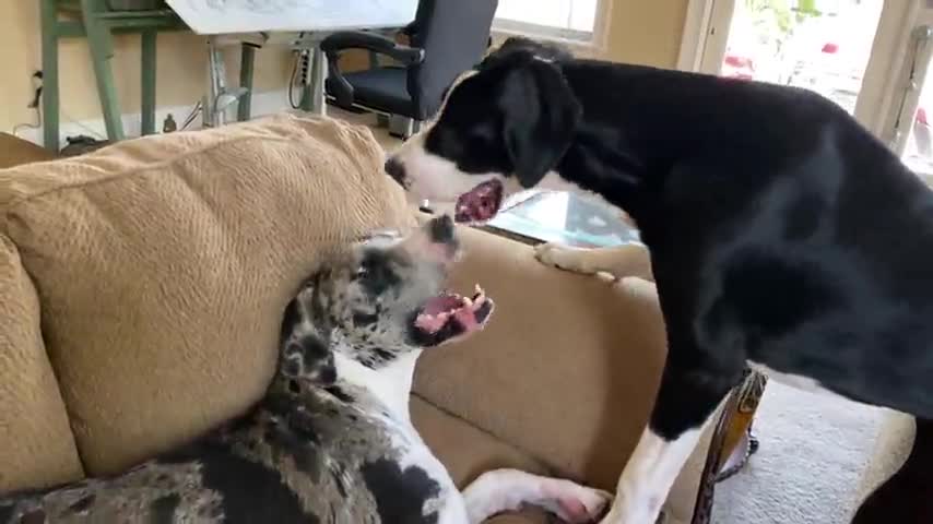 Vocal Great Danes enjoy bitey-face fun on the sofa