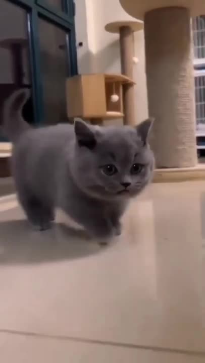 ute cat and funny cat shorts❤#shorts #cat #cutecat #funnycats #viral