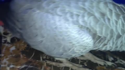 African gray parrot