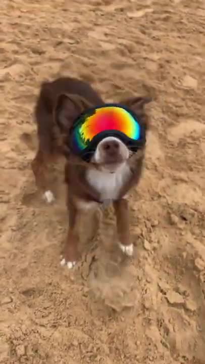 2.Flippin’ awesome! #dog #shorts