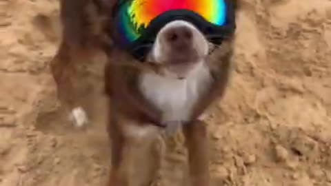 2.Flippin’ awesome! #dog #shorts