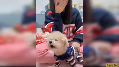 Dogs and Cats, Baby Pets Funny Videos