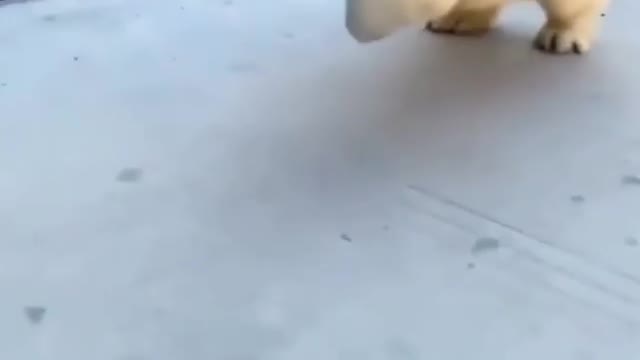 cute puppy running video