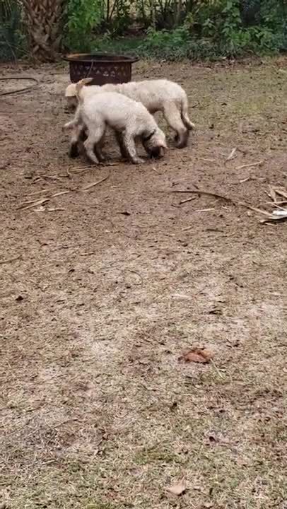 Boyz at it hard 1.22.22