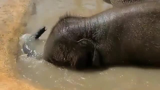 Little cute elephant enjoying his bath❤️