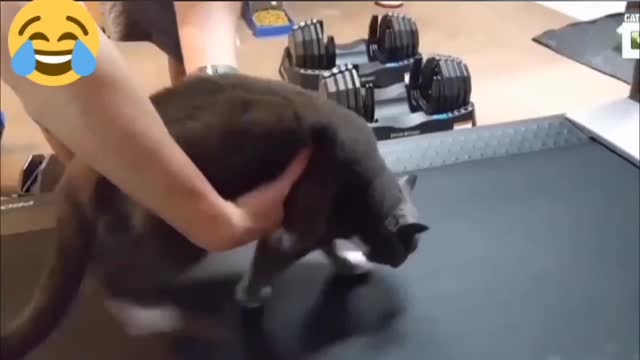 Funny Cats Playing on Treadmills 5