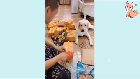 wise dog mom helps her cute puppy and more funny dog videos