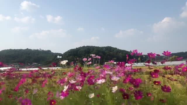 Cosmos in Fall