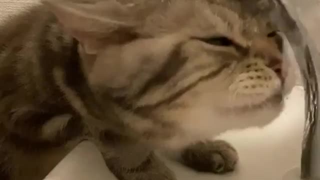 Thirsty cat | funny