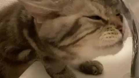 Thirsty cat | funny