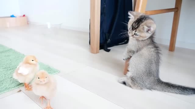 A little milk cat who is curious about chicks