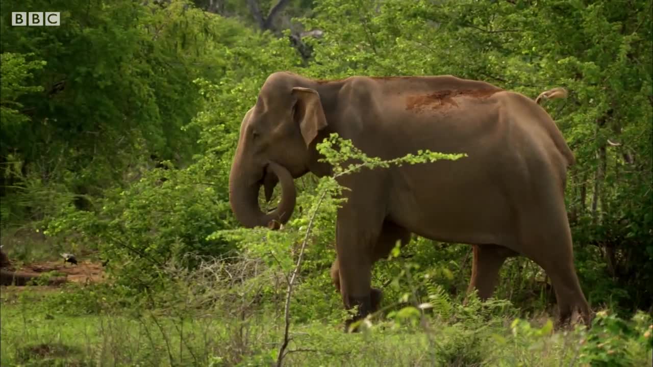 For When you Need a Good Cry | BBC Earth