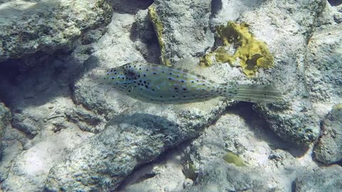 Scrawled Filefish