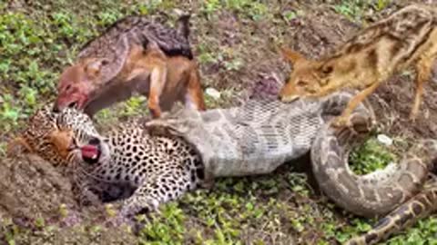 The best battles of the animal world, Harsh Life of Wild Animals, Lion, Buffalo, Leopard, Jackal,