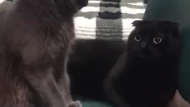 Our cats play with each other, the little cat offends the older cat