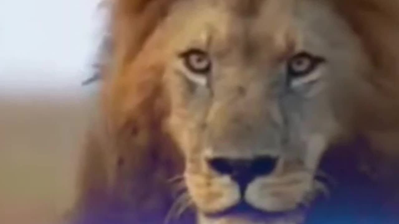 Lion video