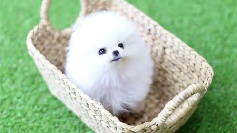 Cute Pomeranian puppies doing funny things #4 cute and funny dogs