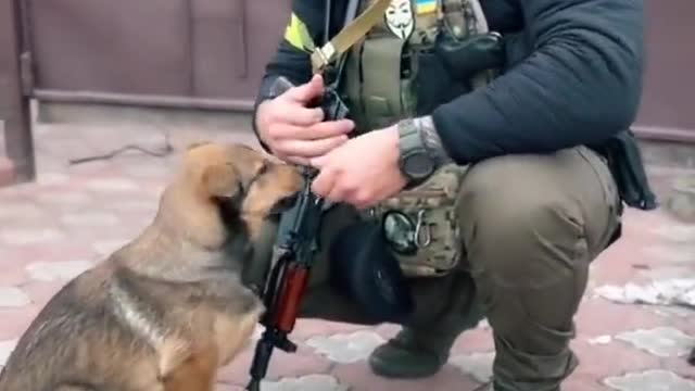 A Ukrainian soldier feeds a hungry stray dog.