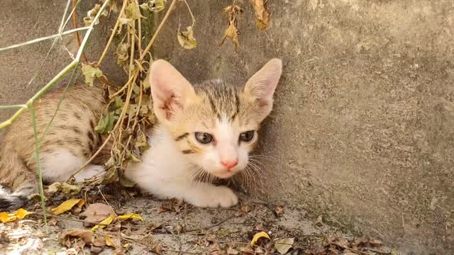 Little Funny Cat/Kitty 🐈 😻