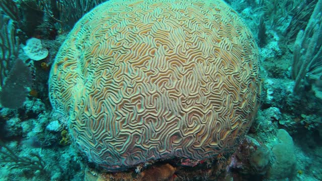 Beautiful Brain Coral in Roatan